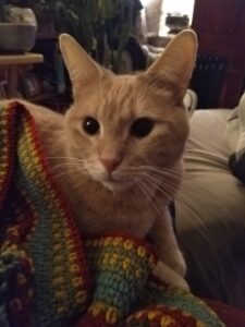 Cat on blanket